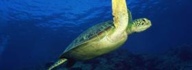 marvelous turtle underwater facebook cover