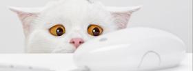 white cat and mouse animals facebook cover