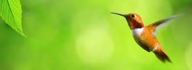 flying hummingbird animals facebook cover