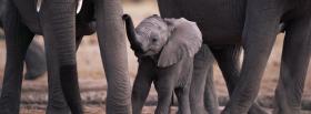 baby elephant with animals facebook cover