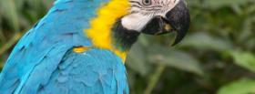 blue and yello parrot facebook cover