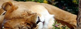 sleeping lion animals facebook cover
