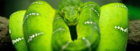 green snake on a branch facebook cover