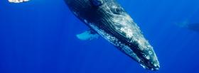 humpback whale swimming facebook cover