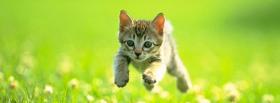 jumping outside cat facebook cover