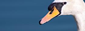 swan close up animals facebook cover