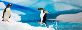 adorable animals penguins facebook cover
