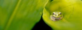 frog on green leaf facebook cover