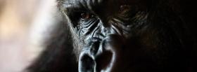 gorilla face close up facebook cover