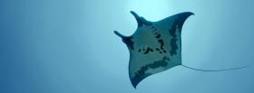 manta ray in the ocean facebook cover