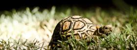 turtle in the grass animals facebook cover