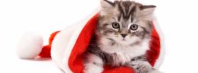 grey kitten in christmas hat facebook cover