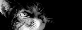 black and white cat facebook cover