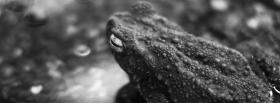 black and white frog facebook cover