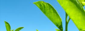 big green leaves nature facebook cover