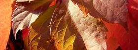 fall leaves nature facebook cover