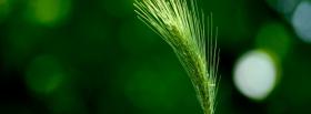 green wheat nature facebook cover
