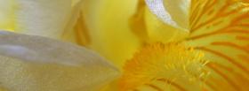iris flower nature facebook cover