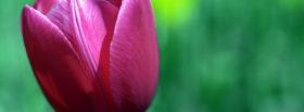 normal pink tulip nature facebook cover