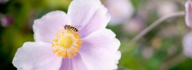 bee light purple flower facebook cover