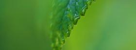 green raindrops nature facebook cover