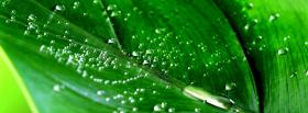 green leaf wet nature facebook cover