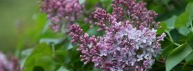 lilac flowers nature facebook cover