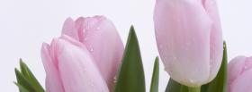 lovely pink buds nature facebook cover