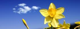 daffodils flowers nature facebook cover