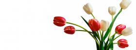 red white tulips nature facebook cover