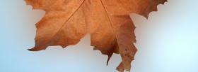 dried brown leaf nature facebook cover