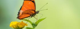 red butterfly nature facebook cover