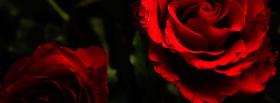wonderful roses nature facebook cover