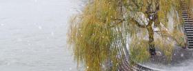 willow tree nature facebook cover