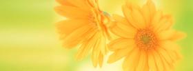 soft yellow flowers nature facebook cover