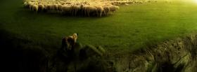 sheep grass nature facebook cover
