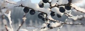 snow and fruits nature facebook cover