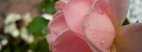 pink wet rose nature facebook cover