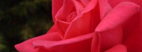 red rose petals nature facebook cover