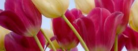 pink and white tulips facebook cover
