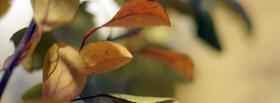 plain leaves nature facebook cover