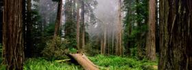 redwood national park nature facebook cover