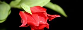 red little rose nature facebook cover