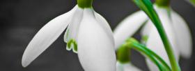 snow drops flowers nature facebook cover