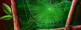 spider web branches nature facebook cover