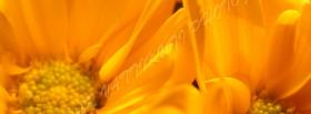 orange daisy nature facebook cover
