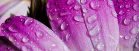purple petals nature facebook cover