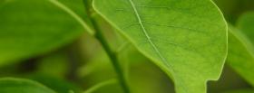 up close leaves nature facebook cover