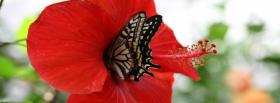 butterfly and flower nature facebook cover