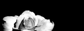 flower blakc and white facebook cover